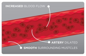 Prime-Nitric-Oxide-Activator-relaxed artery